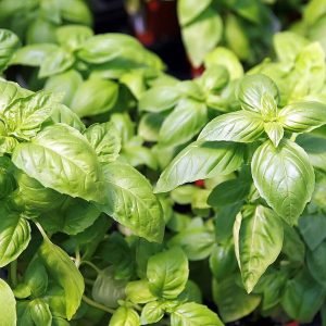 Basil