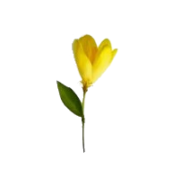 EVENING PRIMROSE