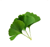 GINKGO