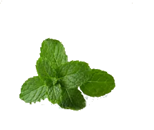 PEPPERMINT