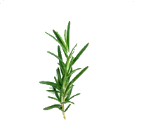 Rosemary