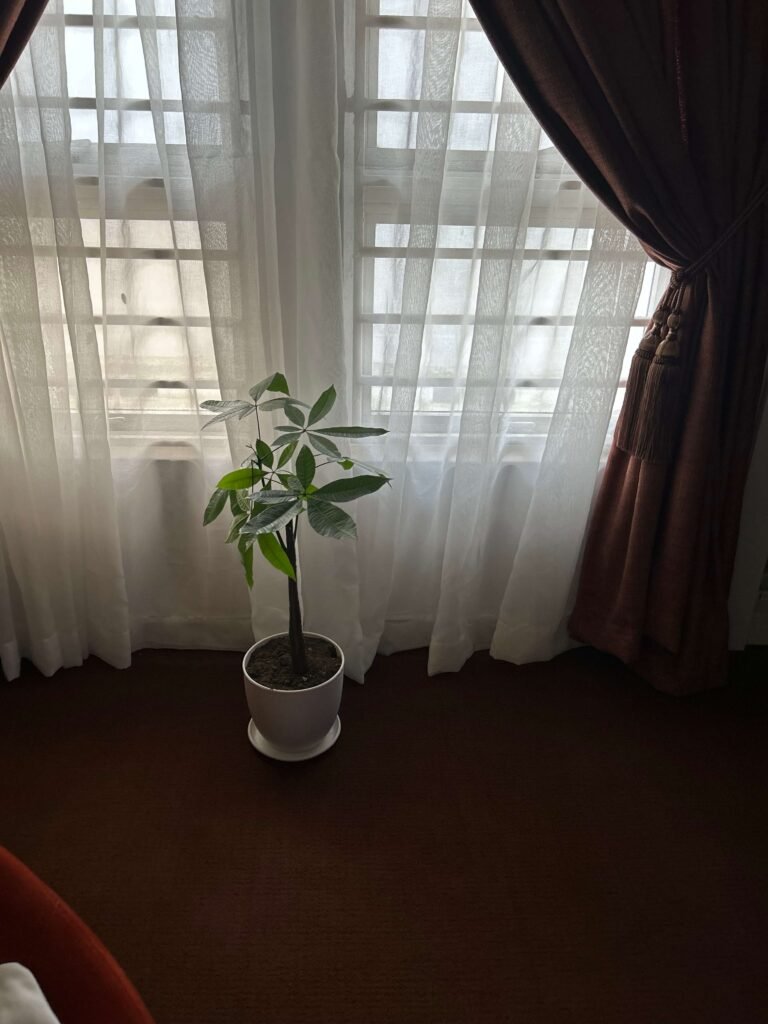 A small money tree in a white planter stands in front of sheer curtains.