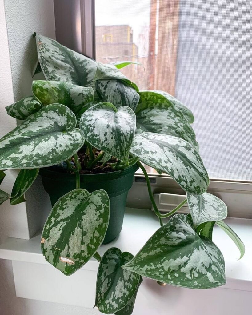 Heart-shaped silver and green patterned leaves on an indoor plant beside a bright window.