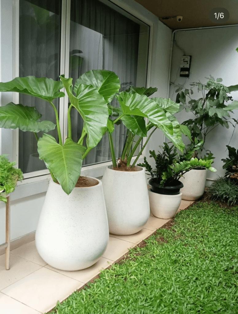 Large leafy plants in white pots line a patio beside a window and lawn.