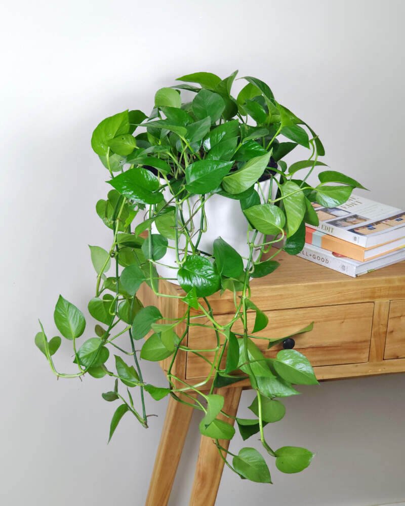 A lush pothos plant with trailing vines sits on a wooden console in a bright interior.