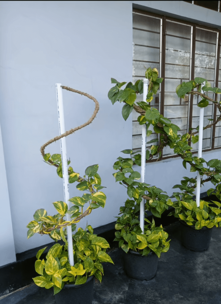 Pothos vines climb a support beside potted variegated plants on an outdoor patio.